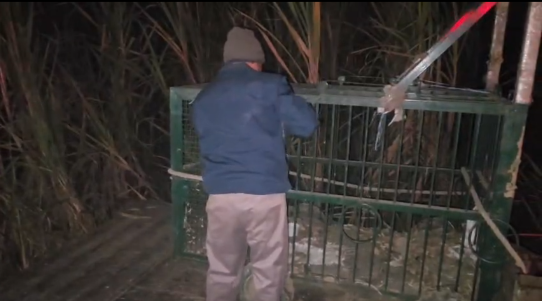 पहसु थाना इलाके में देखा गया तेंदुआ